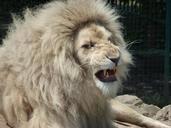 lion-wildlife-cat-leo-animal-king-538869.jpg