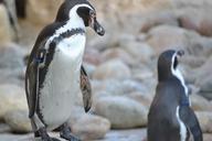 penguins-birds-zoo-395512.jpg