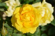 yellow-rose-flower-nature-196393.jpg