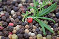 pepper-peppercorns-herbs-thyme-1566404.jpg