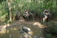 nepal-rhino-national-park-chitwan-949592.jpg