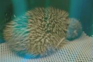 Rowi chick (Okarito Kiwi) in rearing facility at West Coast Wildlife Centre.jpg