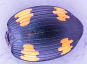 beetle-shell-beetle-close-exotic-396059.jpg