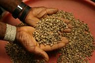 coffee-beans-raw-brown-agriculture-1414100.jpg