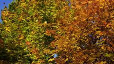 autumn-deciduous-trees-fall-colors-193330.jpg