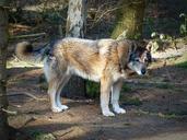 wolf-wild-animal-predator-1227225.jpg