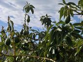 avocado-tree-plant-454287.jpg