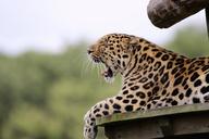 leopard-big-cat-animal-mammal-1657680.jpg