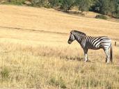 zebra-safari-zoo-field-africa-396256.jpg