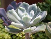 panda-plant-succulent-houseplant-1688338.jpg