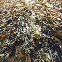 kelp-seaweed-stranded-aground-984222.jpg