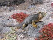 iguana-galapagos-beach-sand-rocks-631496.jpg