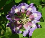 wisteria-top-down-plants-flowers-1377975.jpg