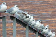 seagulls-birds-bird-lake-seagull-708615.jpg