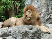 lion-zoo-thailand-462100.jpg