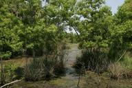 Marsh tropical environment.jpg