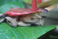 crown-gecko-reptile-diurnal-gecko-941727.jpg