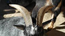 goat-billy-goat-horns-animal-273934.jpg