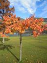 fall-foliage-deciduous-tree-leaves-552632.jpg