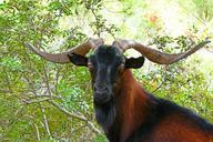 goat-animal-billy-goat-horns-992243.jpg