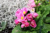 primrose-pink-flower-spring-garden-139114.jpg