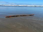 driftwood-ocean-water-nature-380682.jpg