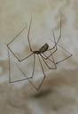 cellar-spider-skull-spider-1506445.jpg