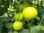 tomatoes-green-vegetable-fruit-941667.jpg