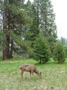 yosemite-mountains-woods-roadtrip-1025502.jpg