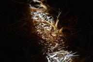 straw-once-raw-sunlight-sunbeam-667151.jpg