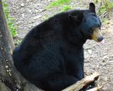 american-black-bear-bear-sitting-442220.jpg