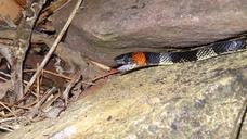 black-red-yellow-coral-snake-833251.jpg