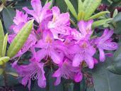 rhododendron-light-violet-117458.jpg