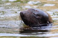 sea-lion-marine-mammals-animal-world-1278549.jpg