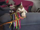 cat-fun-the-ribbon-screen-colorful-648844.jpg