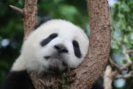 panda-panda-bear-sleep-rest-relax-1236875.jpg