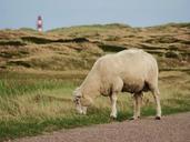 sheep-sylt-north-sea-sheep-s-wool-433492.jpg