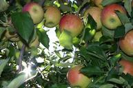 apple-picking-orchard-apple-tree-75114.jpg