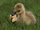 duck-duckling-bread-eating-cute-538329.jpg