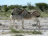 zebra-mother-with-zebra-kid-africa-1076328.jpg