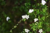 spirea-arburste-shrubs-plant-1337632.jpg