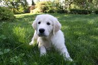 puppy-dog-animals-each-white-978192.jpg