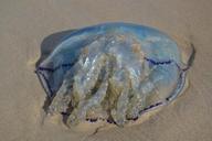 jellyfish-sand-texel-beach-blue-966808.jpg