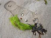 beach-seaweed-still-life-footprint-242460.jpg