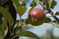 fruit-apple-fruits-542908.jpg