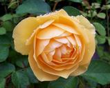 yellow-roses-summer-flower-1425122.jpg