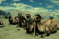 camel-ladakh-desert-india-tibet-489299.jpg