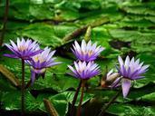 water-lily-flower-pond-aquatic-374759.jpg