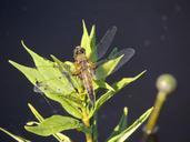 dragonfly-macro-insect-nature-408592.jpg