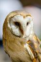 common-barn-owl-perched-bird-1165563.jpg